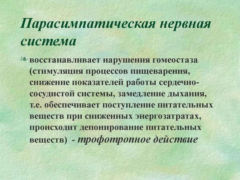 Вегетативные нужны для. Парасимпатическая нервная система. Парасимпатическая система нервы. Нерв парасимпатическая нервная система. Парасимпатическая нервная система вызывает.