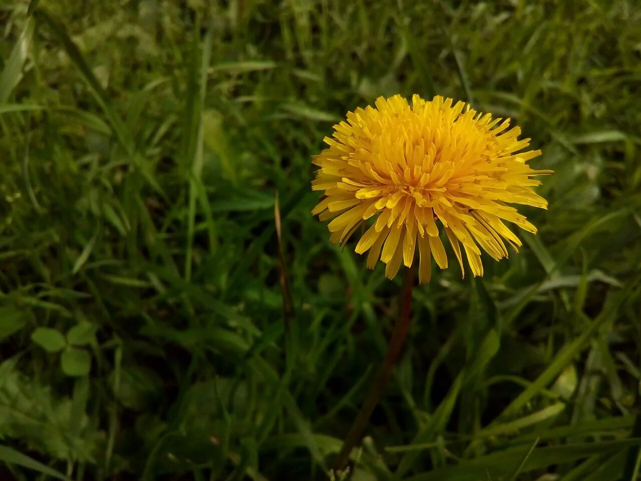 Dandelion field