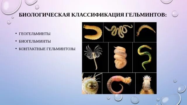Биогельминты примеры. Контактные гельминты биогельминты геогельминты биогельминты. Биогельминты и геогельминты это. Круглые черви биогельминты. Биогельминты и геогельминты циклы.