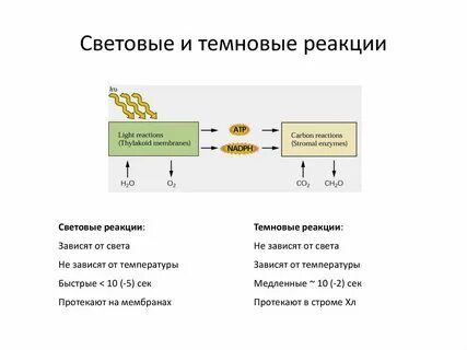 Световые реакции
