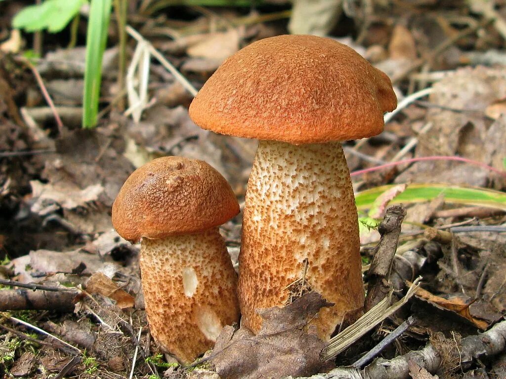 Подосиновик красноголовик. Подосиновик красный (Leccinum aurantiacum). Подосиновик красный обабок красноголовик. Подосиновик обабок.