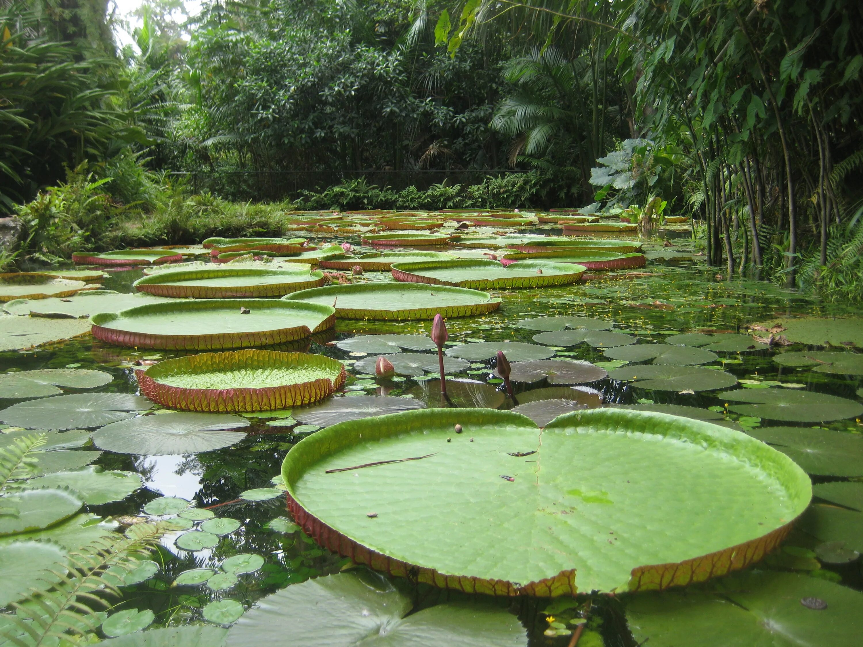 Река амазонка в бразилии. Влажный экваториальный лес африки. Амазония 8. Амазония 8. Амазония 8.