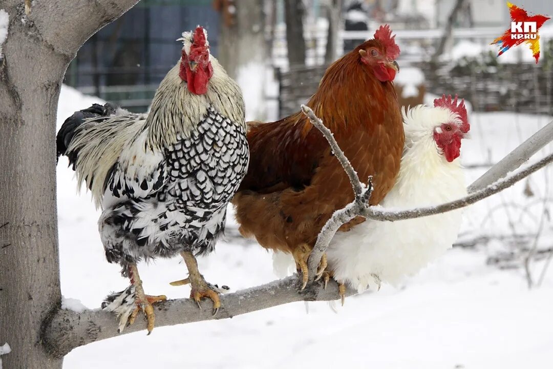 Всемирный день курицы. Курочки с праздником. День курицы 10 ноября. Всемирный день курицы. День курицы 10 ноября.