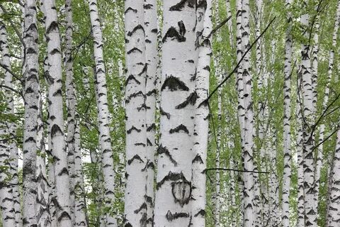 Собаки береза