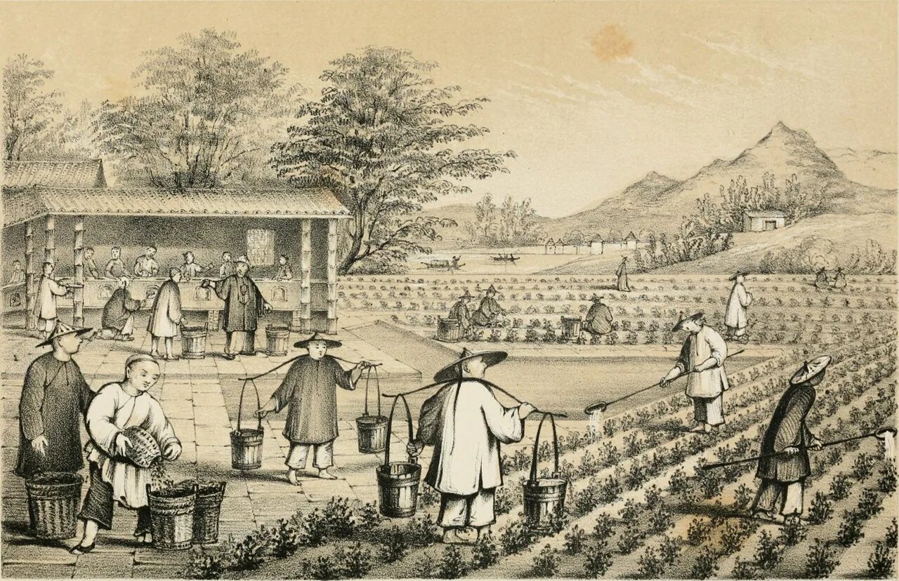 Китай 16 век земледелие. Древний Китай Династия Хань гравюра. Экономика Японии в 18 веке. Чайные плантации в древнем Китае.