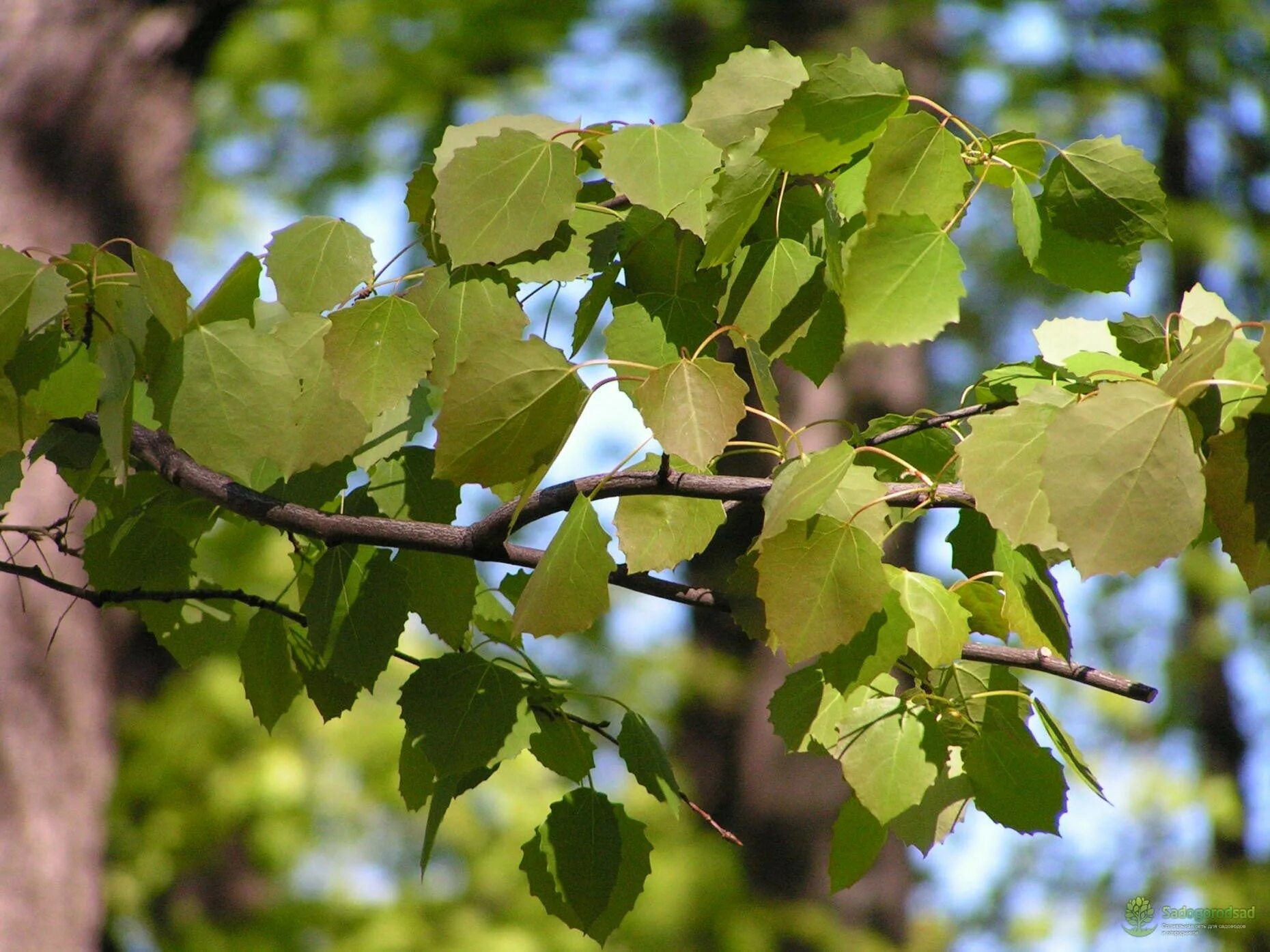 Где трепещут осины. Хвойно-мелколиственный лес. Где трепещут осины. Осина (populus tremula). Осина в сибири.