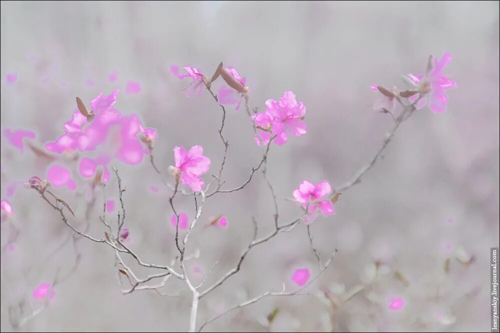багульник северный. багульник забайкальский. спирея багульник.