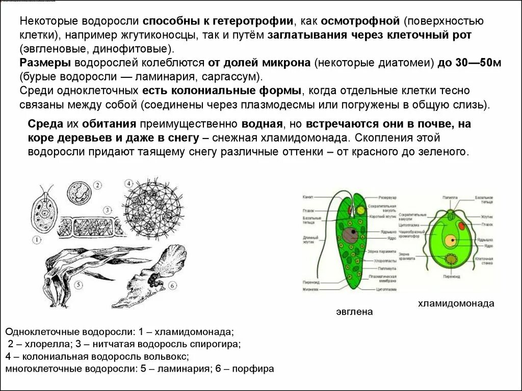 Эвгленовые водоросли строение. Строение клетки водоросли. Строение клетки бурых водорослей. Отдел эвгленовые водоросли жизненный цикл.