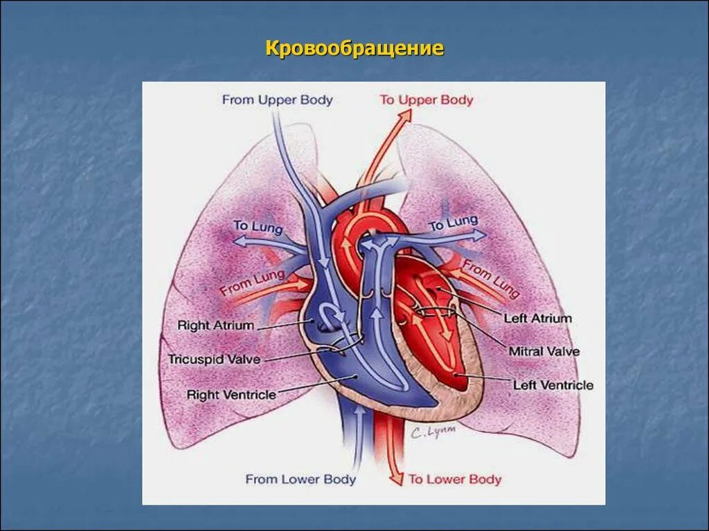 Нарушение кровообращения хирургия. Кровообращение сердца. Нарушения органного кровообращения. Местные расстройства кровообращения. Кровообращение с чего.