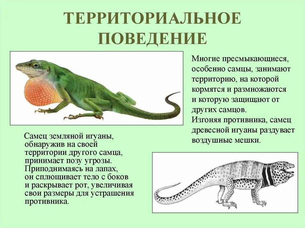 Поведение животных пример. Рептилии или пресмыкающиеся 5 класс. территориальное поведение животных. пресмыкающиеся для дошкольников. позвоночные животные пресмыкающиеся.