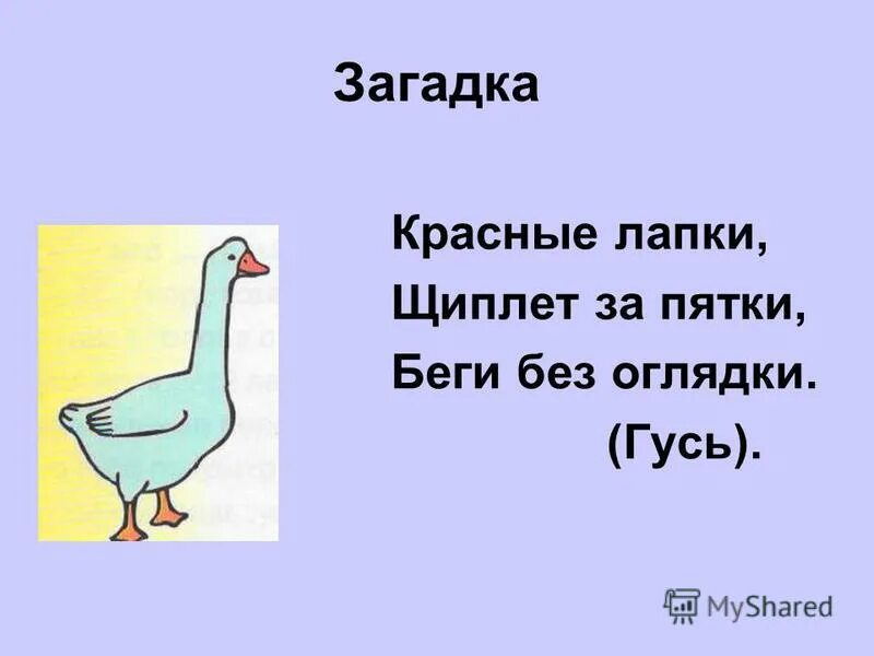 Красные лапки щиплет за пятки