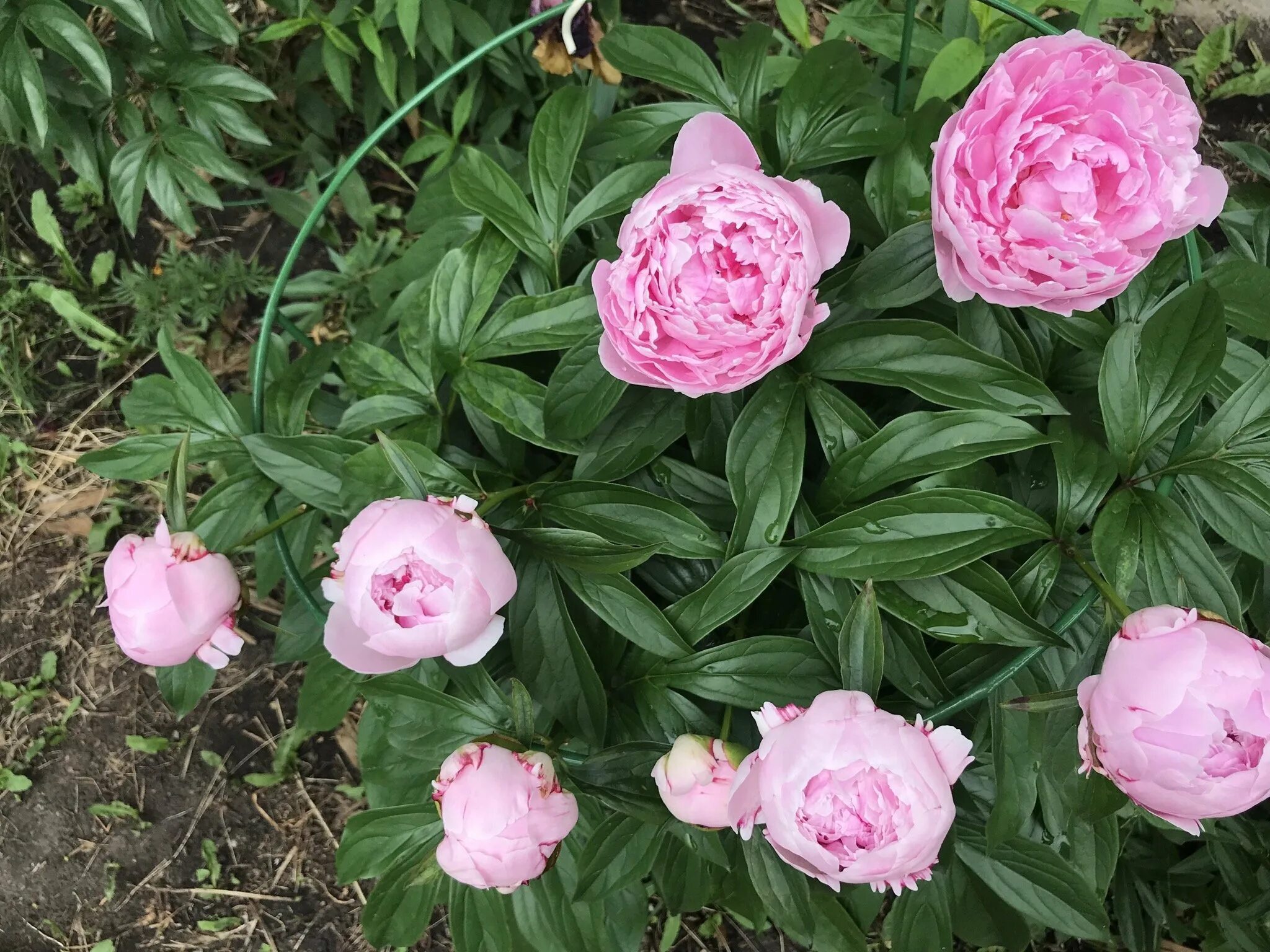 7 пионов букет. Пион оранж виктори. Каталог пионов. Paeonia (пион) hong feng. Пион распберри твист.
