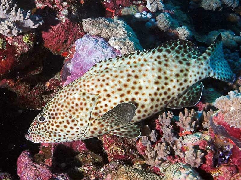 Epinephelus tauvina. Групер красное море. Леопардовый Групер. Рыба группер в Красном море.