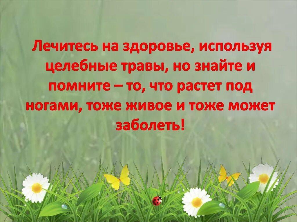 Укроп стихи. Зеленая аптека под ногами. Аптека под ногами. Аптека под ногами для детей. Презентация аптека под ногами для детей.