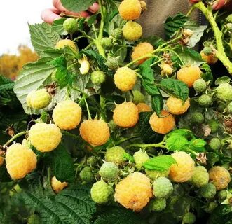 Фото малины золотые купола
