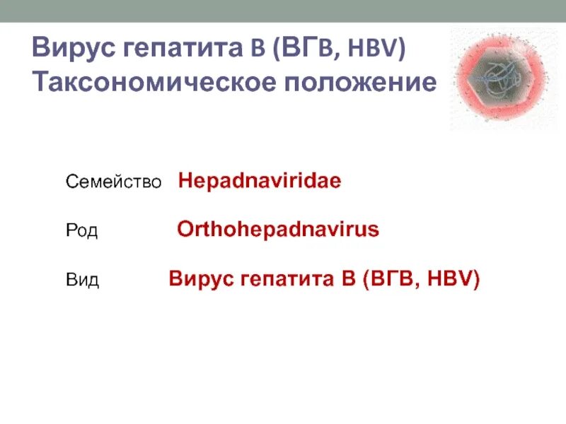 ВГВ для презентации. ВГВ logo. Orthohepadnavirus. Электронный ВГВ. Вгв гепатит