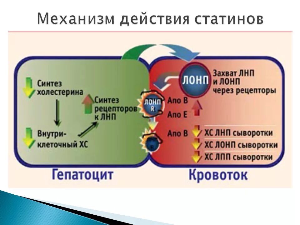 Механизм действия статинов. Механизм действия холестерина. Статины механизм действия. Механизм действия аторвастатина. Холестерин нужно ли принимать статины