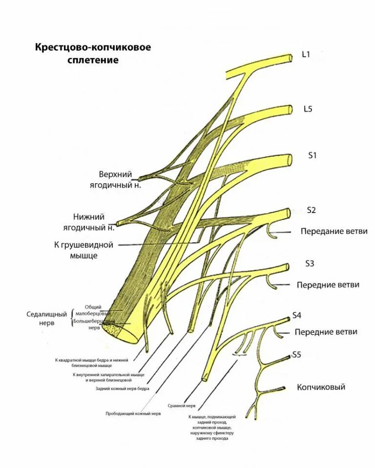 Седалищный нерв анатомия схема. Ветви седалищного нерва схема. Седалищный нерв иннервация. Седалищный нерв полная схема ветвей.