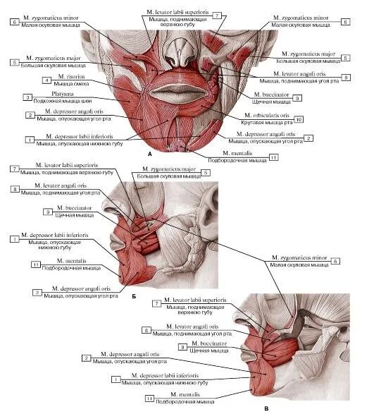 Губы мышцы рта. Мышцы окружающие ротовую щель анатомия. Мышцы окружающие отверстие рта. Мышцы окружающие ротовое отверстие. Мышцы окружности рта анатомия.