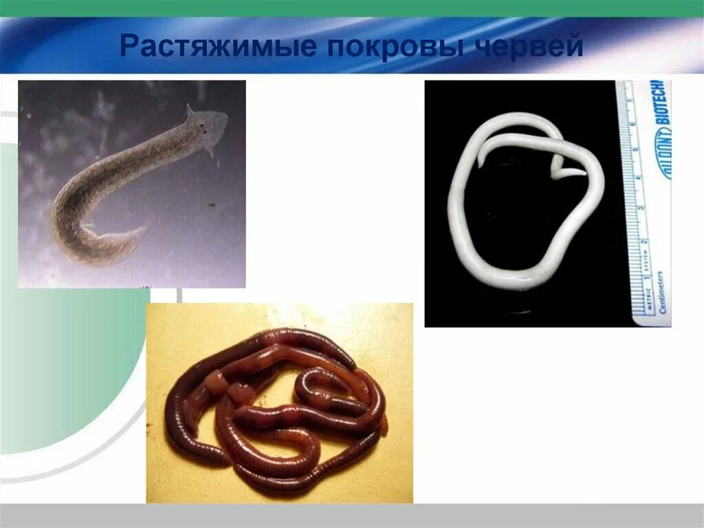 Функции покрова круглых червей. Покровы круглых червей. черви покров.