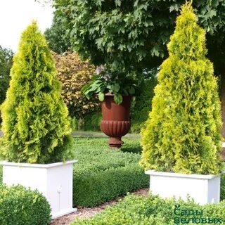 Thuja occidentalis smaragd