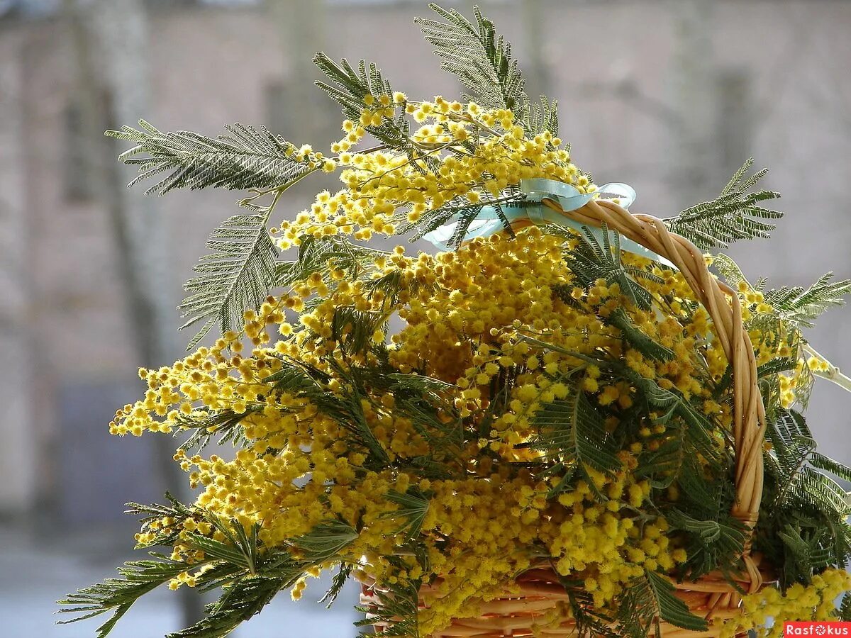 Можно ли кошкам есть мимозу