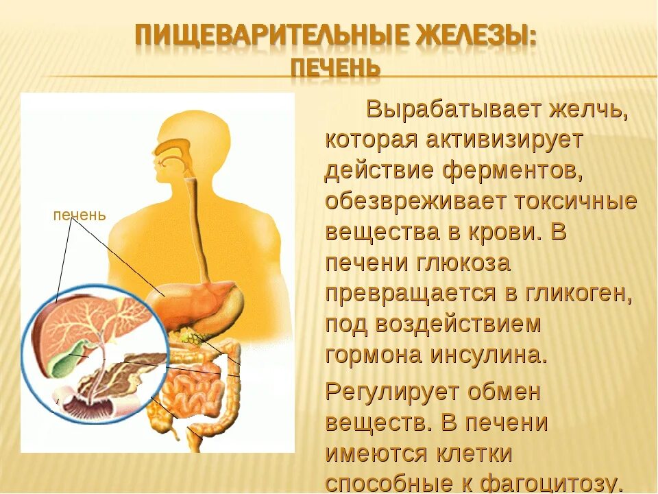 Выделяемый сок печени. Пищеварительные железы печени. Пищеварительная железа процессы. Gищеварительные железы. Железы пищеварительной системы человека.