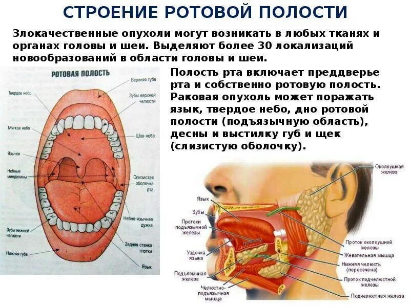 Составляющие полости рта