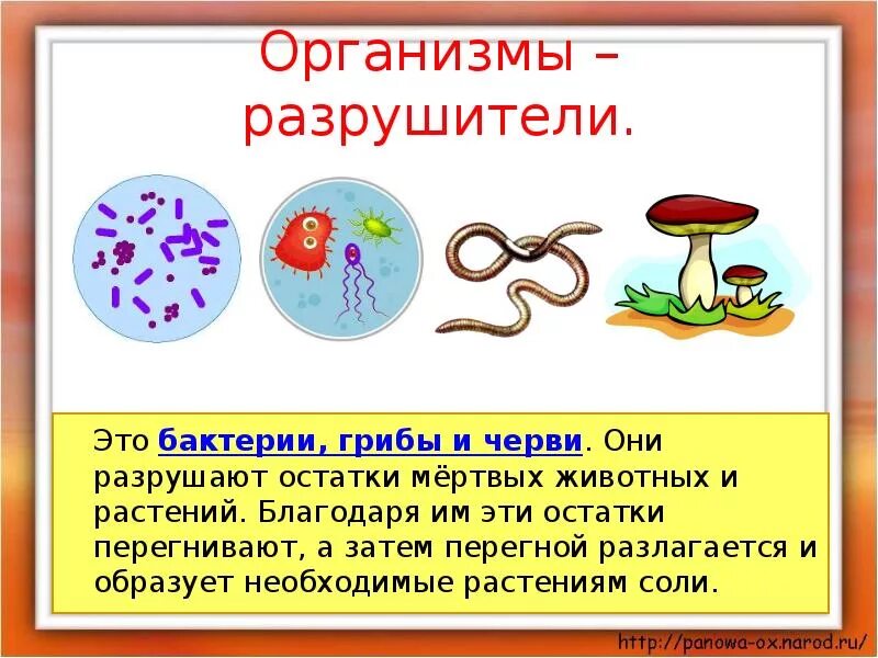 Грибы и бактерии. Великий круговорот жизни. Великий круговорот жизни презентация. Грибы и бактерии 3 класс. Организм питающийся остатками растений и животных