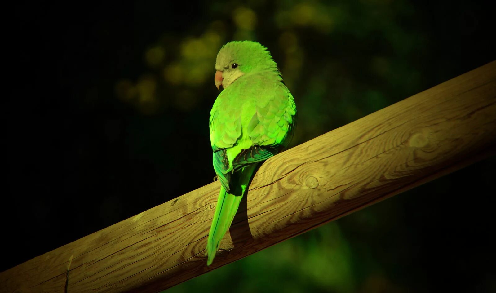 Попугай зеленый волнистик. Попугай на зеленом фоне. Обои с попугаями. Фон с попугаями. Попугаи в темноте