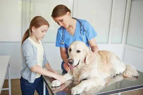 Good vet