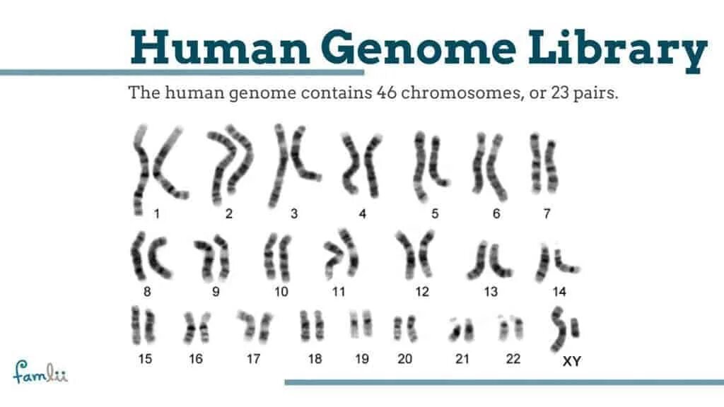 Геном человека определить. Human chromosomes. Как выглядит хромосома. 1c1n хромосома. Геном человека хромосомы.