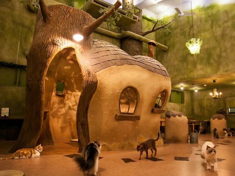 Кафе с животными в питере. Кошачье кафе - &quot;cat cafe&quot; в японии. кошачьи кафе в японии. кошачье кафе в токио. котокафе в японии.