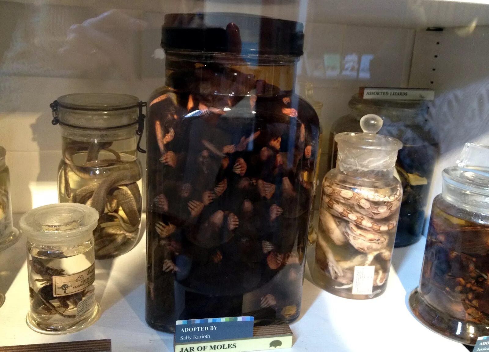 Bros (брос) гранулы от кротов и землероек банка 120 мл (300). кроты на участке. ловушка для землеройки. банка кротов. ловушка для кротов и землероек (труба).