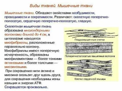 Клетки способны сокращаться