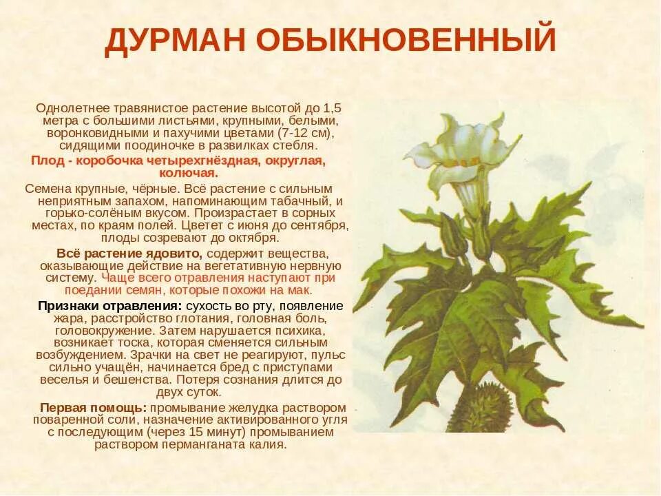 Дурман диман текст. Дурман обыкновенный ядовитое растение. дурман обыкновенный лечебное растение. дурман ядовитое растение описание.
