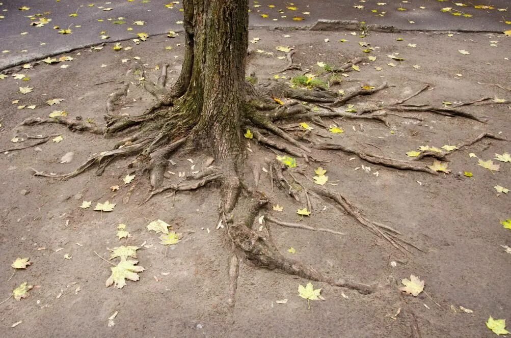 Root problem