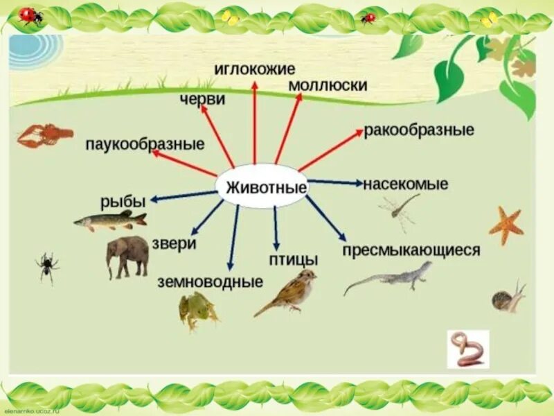 Мир животных 3 класс конспект. Разнообразие животных схема 3 класс. Классы животных насекомые рыбы звери. Схема животные 3 класс. Три группы животных 1 класс.