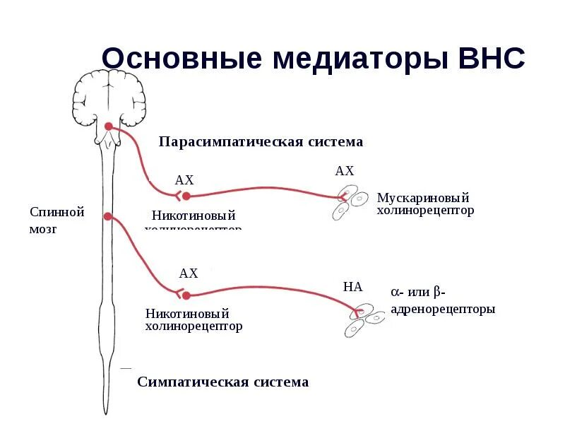 Иннервация и рефлексы. Схема симпатического отдела нервной системы. Медиаторы и рецепторы вегетативной нервной системы. Медиатор парасимпатического отдела вегетативной нервной системы. Схема рефлекса симпатической нервной системы.