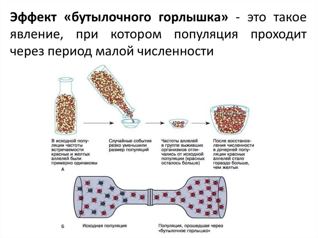 Бутылочное горлышко в эволюции