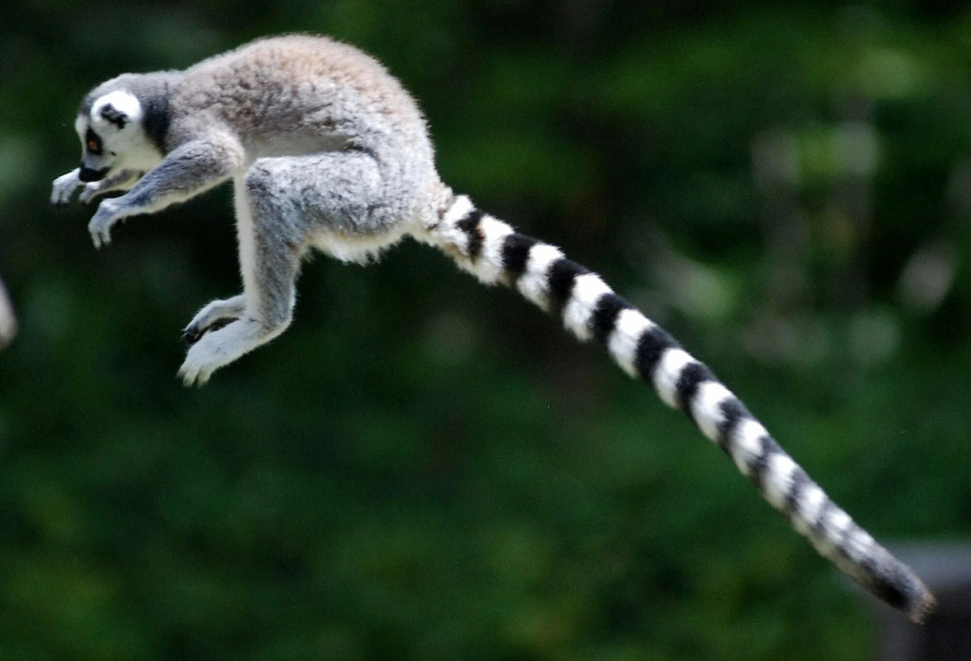 Кенгуру в австралии. Хвосты млекопитающих. Енот носуха. Кольцехвостый лемур. Сумчатые кенгуру.