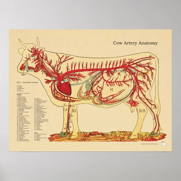 Сонная артерия у свиньи где фото. Кровеносная система анатомия КРС. Кровеносная система КРС схема. Кровеносная система собаки анатомия. Система кровообращения коровы.