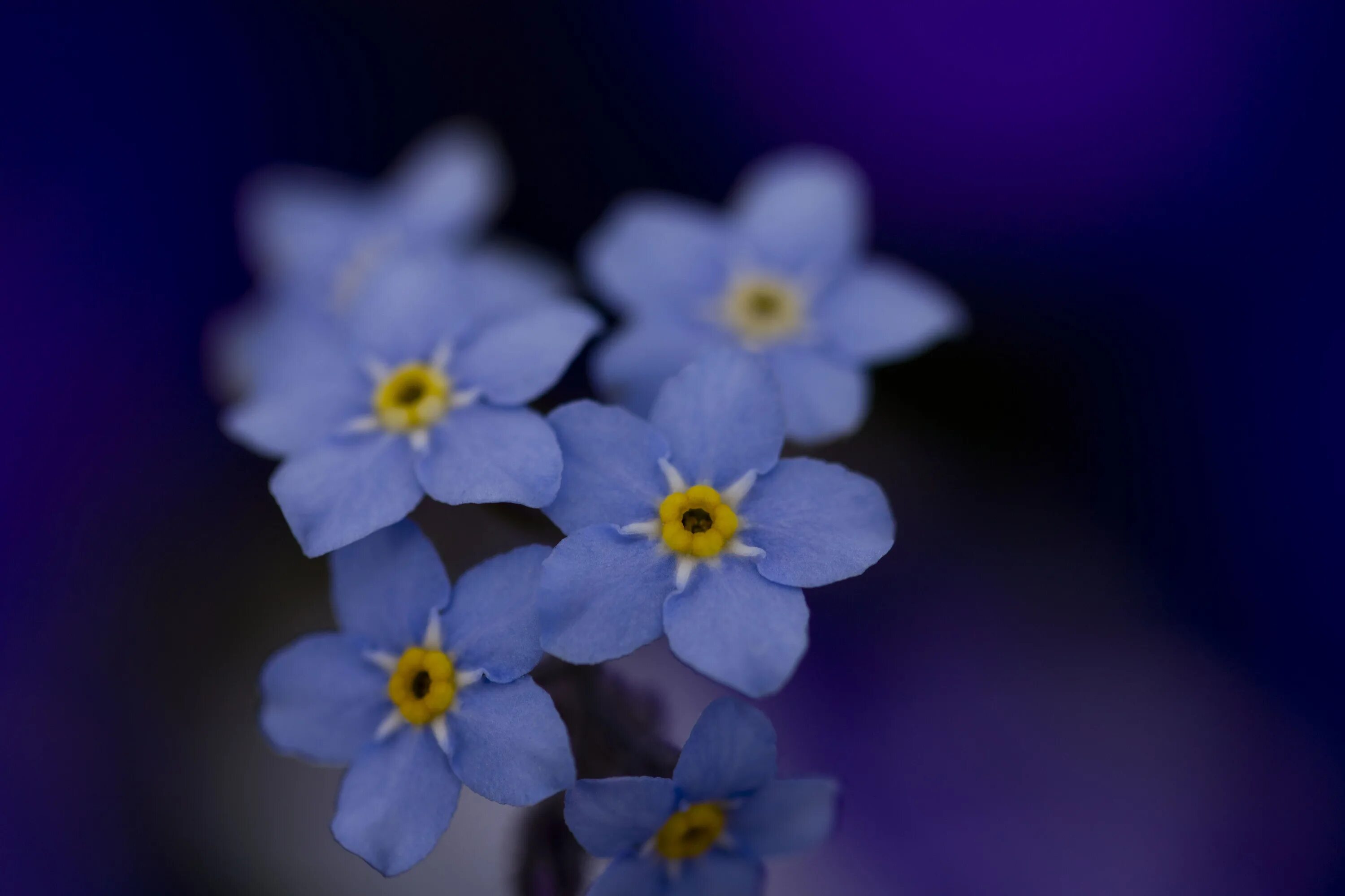 Цветы незабудки. Синие цветы. Мелкие синие цветы. Красивые мелкие цветы. Ночь незабудок