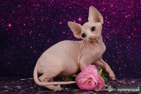 Котенок сфинкс спб