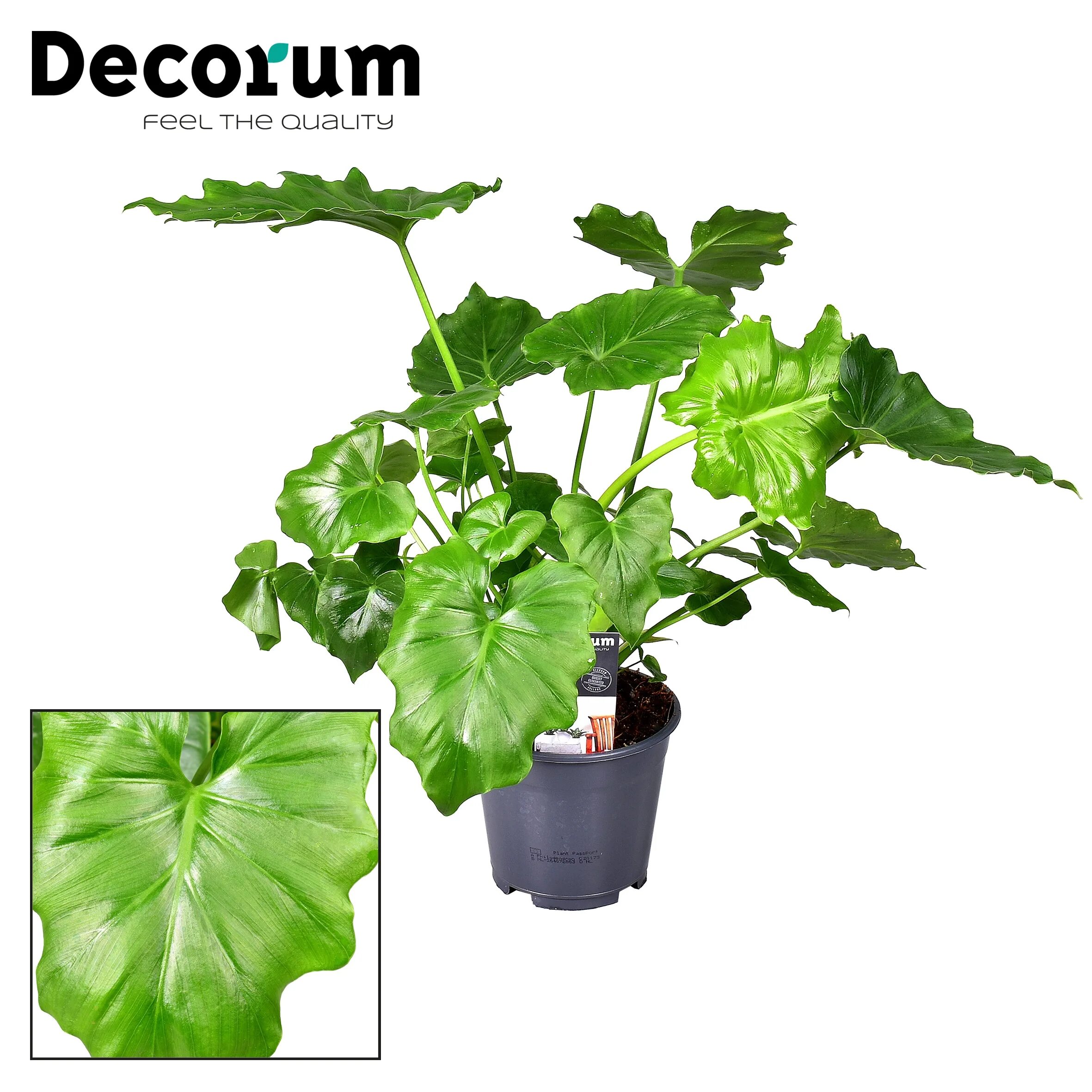 филодендрон шангри ла взрослое растение. филодендрон шангри лог. филодендрон шангри ла. филодендрон селло шангри ла. филодендрон грин шангри ла.