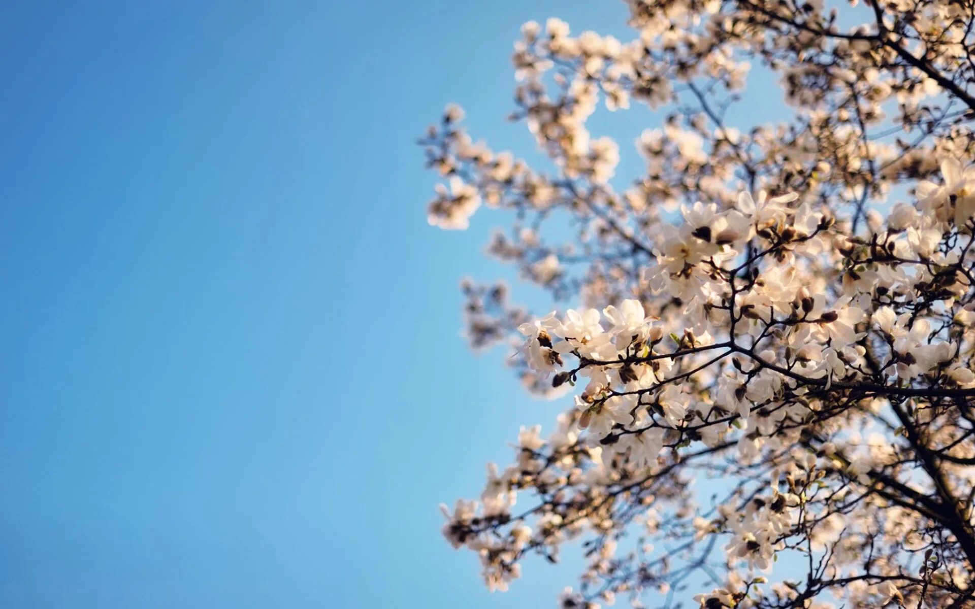 Цветущее дерево. Весеннее небо. Веточки цветущих деревьев. Сакура небо