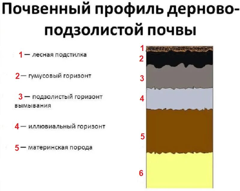 Мощность дерново подзолистых почв. Дерново-подзолистые почвы гумусовый Горизонт. Почвенный профиль подзолистых почв. Почвенный профиль дерново-подзолистых почв. Строение профиля дерново-подзолистой почвы.