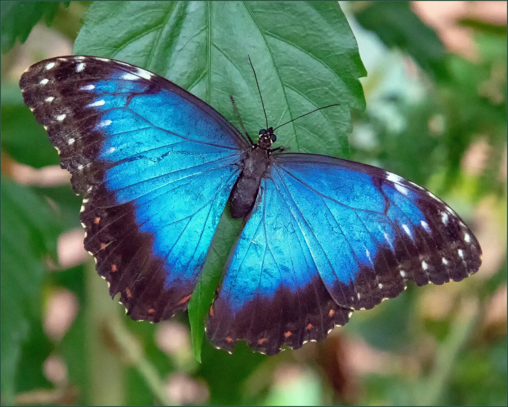 Бабочки morpho peleides (морфо пелеида). Morpho peleides бабочка. Бабочка морфо пелеида. Бабочки morpho peleides (морфо пелеида). Голубая морфо бабочка интересные факты.