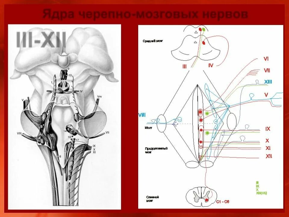 Черепные нервы схема. Ядра черепно мозговых нервов схема. Ядра черепных нервов анатомия. Проекция ядер черепно-мозговых нервов. Схема 5 пары черепных нервов.