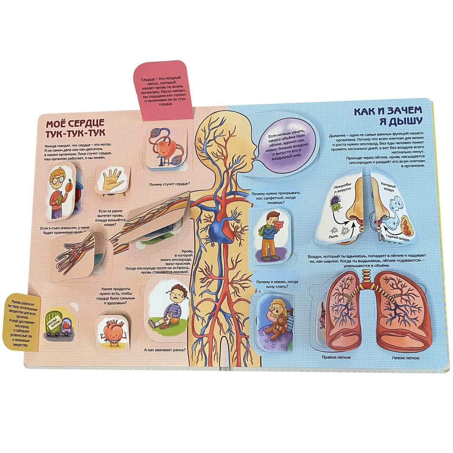 Энциклопедия с окошками для детей. Энциклопедия для детей как устроен человек. Тело человека книжка с окошками. Книга как устроен человек. Игра устроен человека